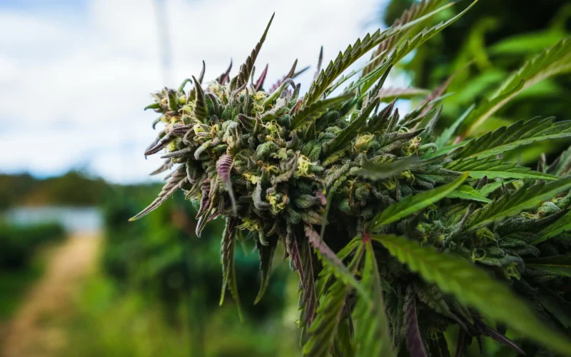 marijuana medical conditions scaled